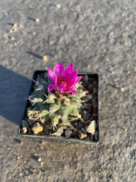Turbinicarpus nicolae